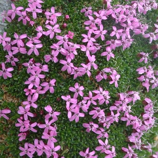 Silene acaulis / Silene acaule, S. a cuscinetto
